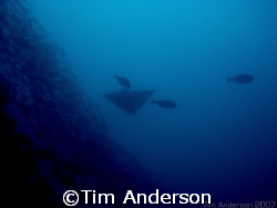 picture taken at a dive site called Gotham City in Moreto... by Tim Anderson 
